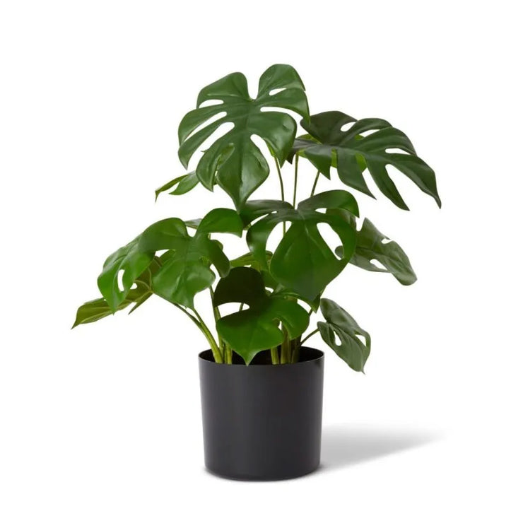 Monsteria Plant Potted - 37 x 37 x 39cm