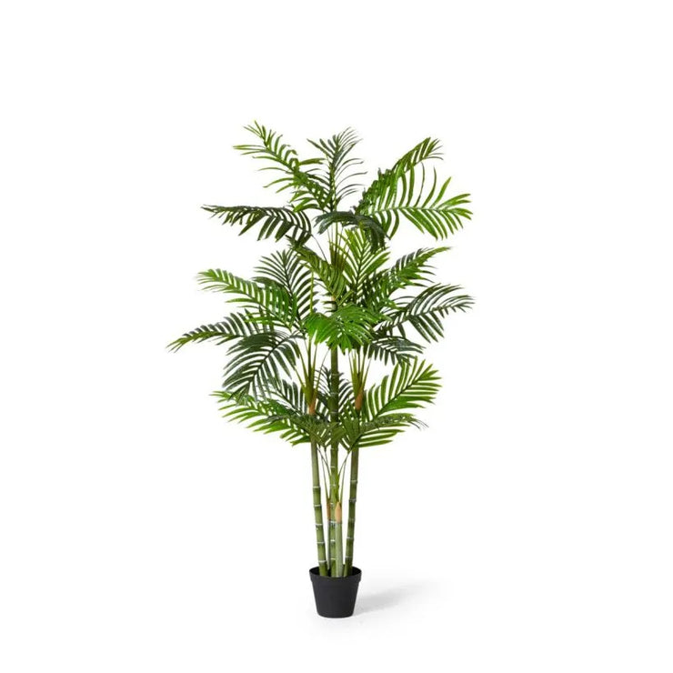 Palm Cane Green 100x80x150cm