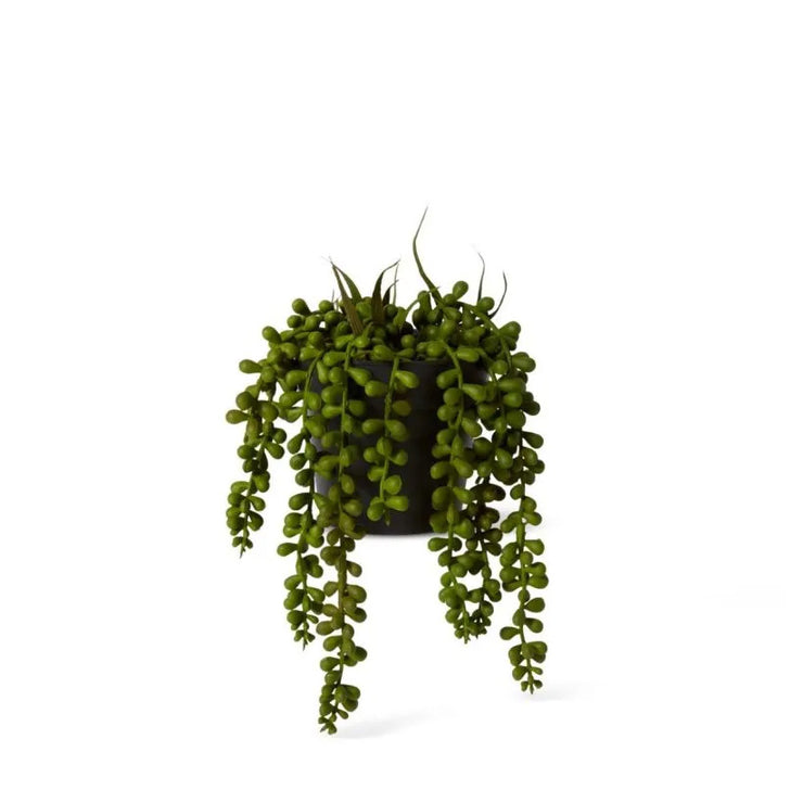 String of Pearls Potted - 14 x 14 x 23cm