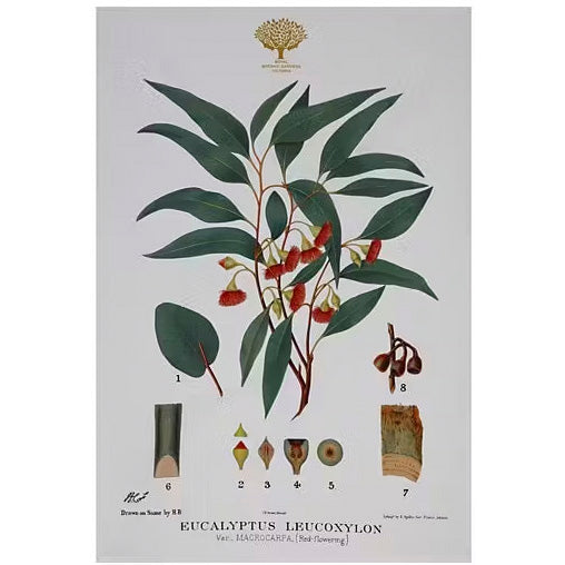 Royal Botanic Gardens Australian Botanics Tea Towel 50x70cm Flowering Gum