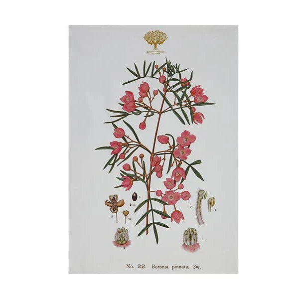 Royal Botanic Gardens Tea Towel 50x70cm Boronia