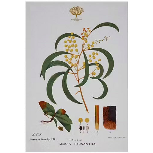 Royal Botanic Gardens Australian Botanics Tea Towel 50x70cm Wattle