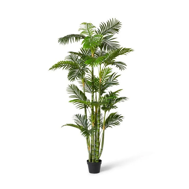 Palm Cane Green 100x90x180cm