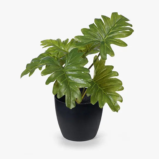 Philodendron Selloum In Pot Green 15cm