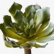 Succulent 19cm