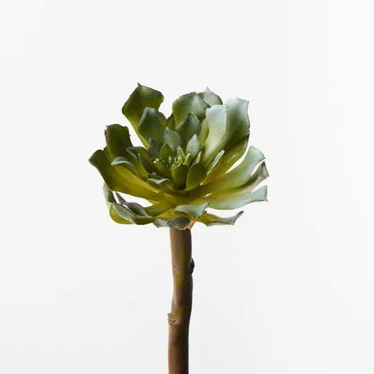 Succulent 19cm