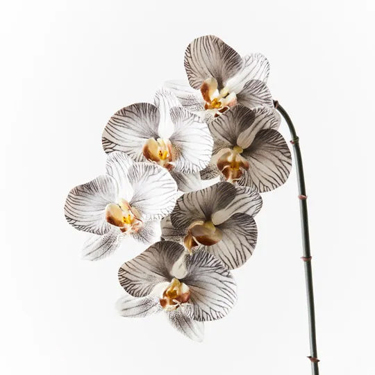 Orchid Phalaenopsis White Black
