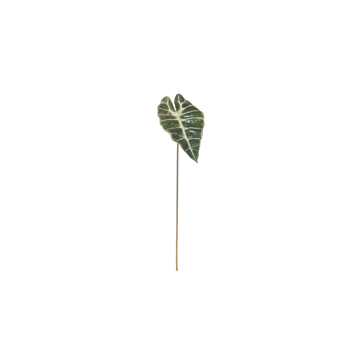 21.573.81 Rogue Artificial Alocasia Stem Variegated Gymea Lily Kitchenware & Homewares