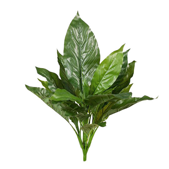 Spathiphyllum Leaf Bush Green