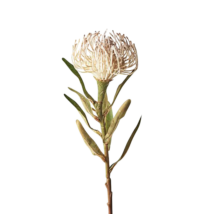 Artificial Protea Leucospermum Cream 560mm